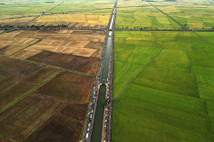 067_Country-Field-Rice-night-market-607242_2