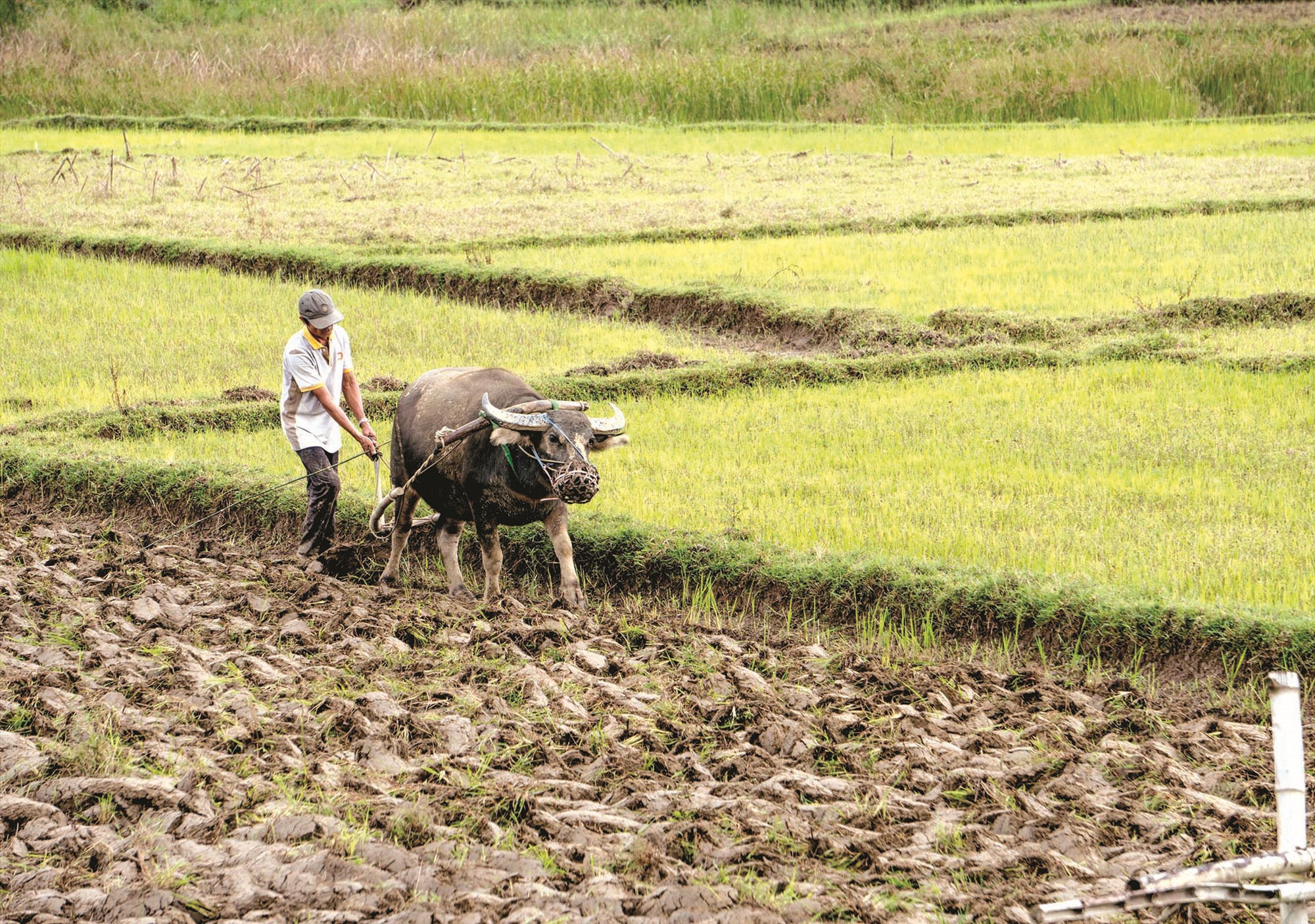 Cày đất bằng trâu. Ảnh: NGUYỄN ĐIỆN NGỌC