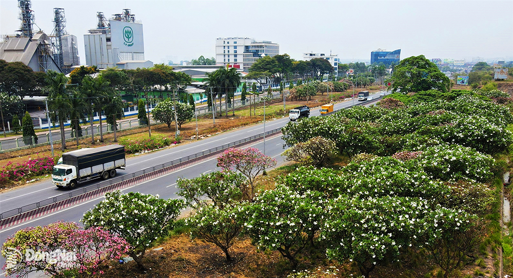 Những bông hoa sứ trắng và hồng cùng nở rộ, khoe sắc tại khu vực đất trống giáp với tuyến quốc lộ 1 đoạn qua KCN Biên Hòa 1