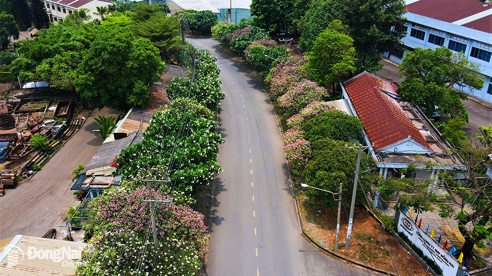 Hoa sứ thường có màu hồng đỏ, trắng hoặc các màu sắc khác nhưng khá hiếm. Hoa gồm 5 cánh mỏng, mọc cách đều và chụm lại với nhau trông giống như cái phễu. Hoa sứ nở rộ trong khoảng từ tháng 1 đến tháng 7 hàng năm