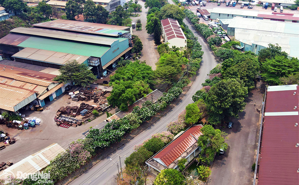 Hàng trăm cây hoa sứ cùng nở rộ trên tuyến đường số 3, KCN Biên Hòa 1