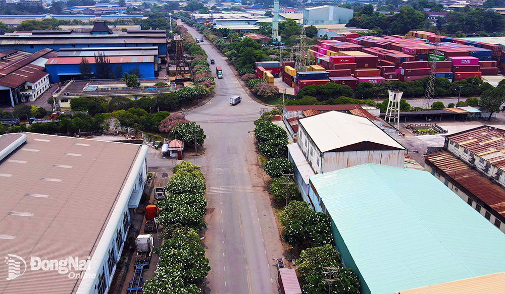 Giữa những nhà máy san sát trên tuyến đường số 2, KNC Biên Hòa 1, hàng trăm cây hoa sứ cùng nở hoa khoe sắc tạo nên vẻ đẹp khác lạ