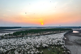 Nơi đàn chim trở về