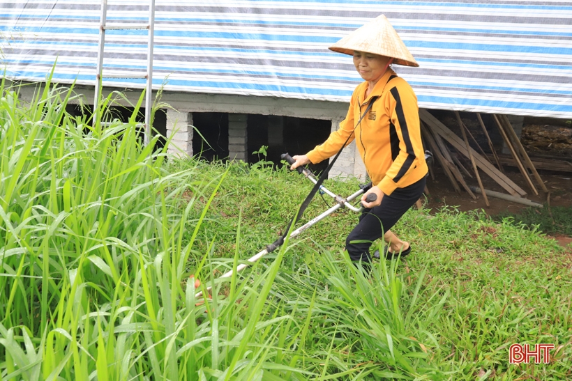 Rời Thủ đô, kỹ sư xây dựng về Hương Sơn khởi nghiệp nuôi dê