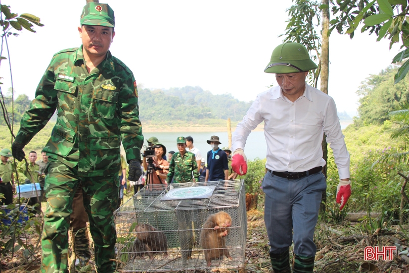 Vườn Quốc gia Vũ Quang thả 150 động vật về môi trường tự nhiên