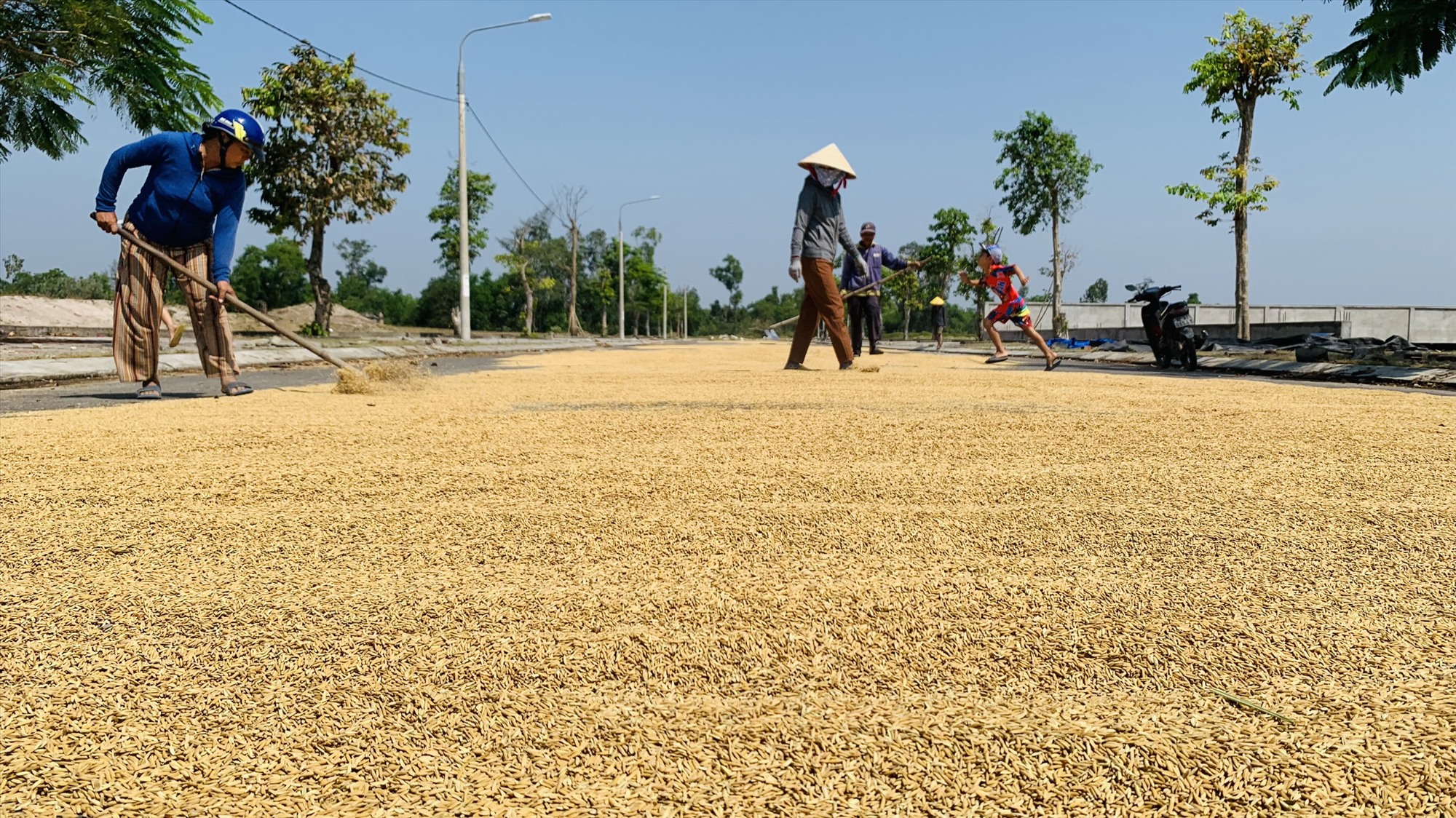 Nông dân tranh thủ phơi khô lúa bị mưa ướt.