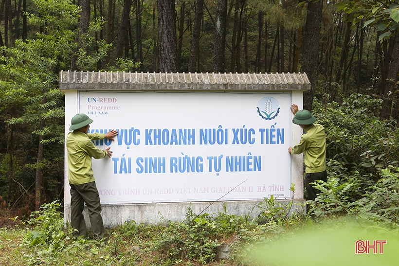 Cho rừng Hồng Lĩnh mãi xanh...