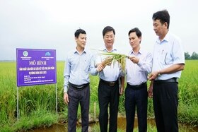 Hội nghị đầu bờ mô hình sản xuất lúa hữu cơ liên kết tiêu thụ sản phẩm vụ đông xuân