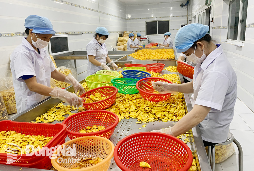 Ảnh minh họa: Chế biến trái cây sấy tại Công ty TNHH Thương mại sản xuất Thuận Hương, H.Định Quán