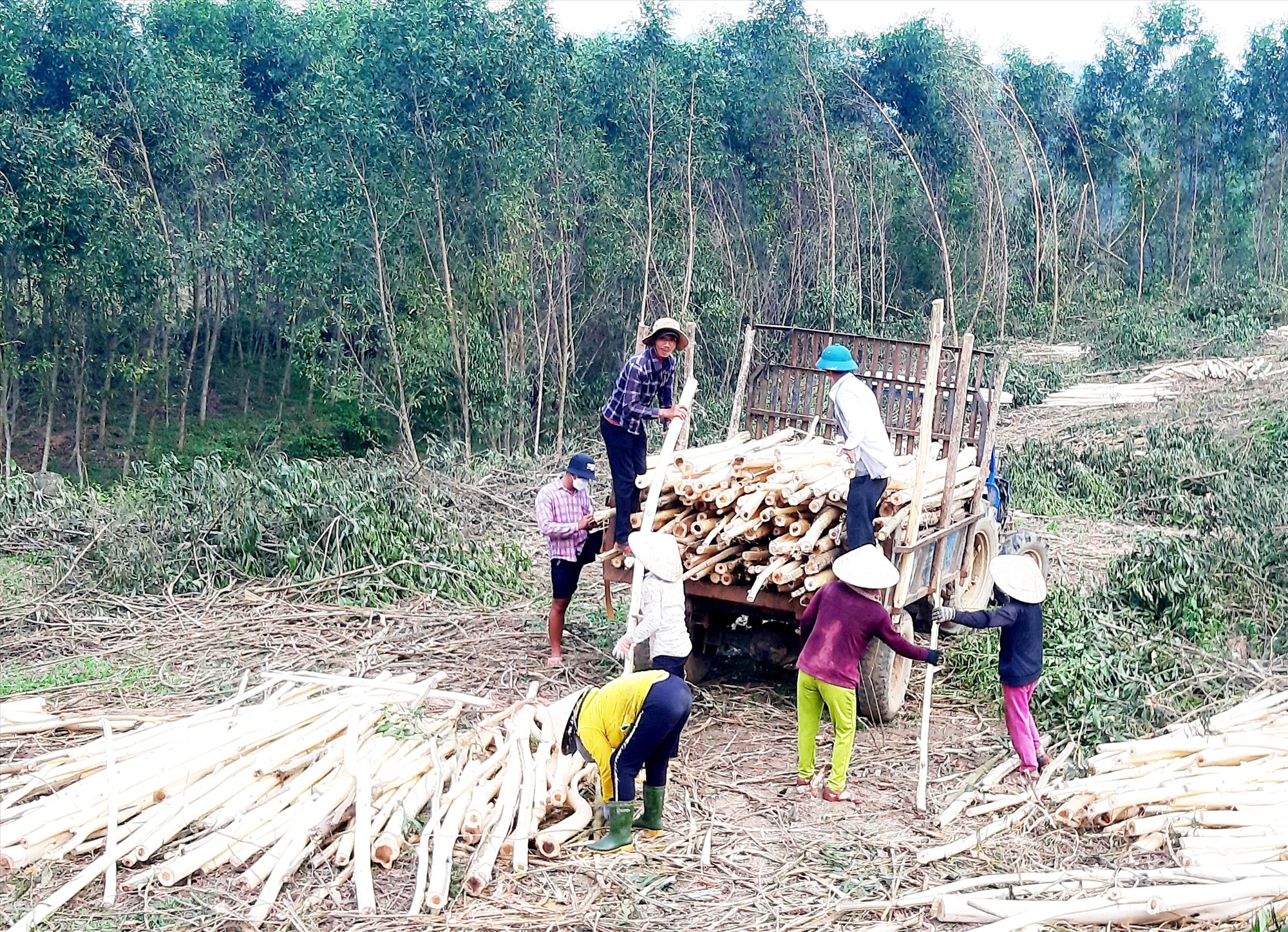 Thời gian tới, huyện Hiệp Đức sẽ quan tâm hỗ trợ người dân phát triển mạnh sản xuất nông - lâm nghiệp để nâng cao nguồn thu nhập, góp phần giảm nghèo bền vững. Ảnh: P.Đ