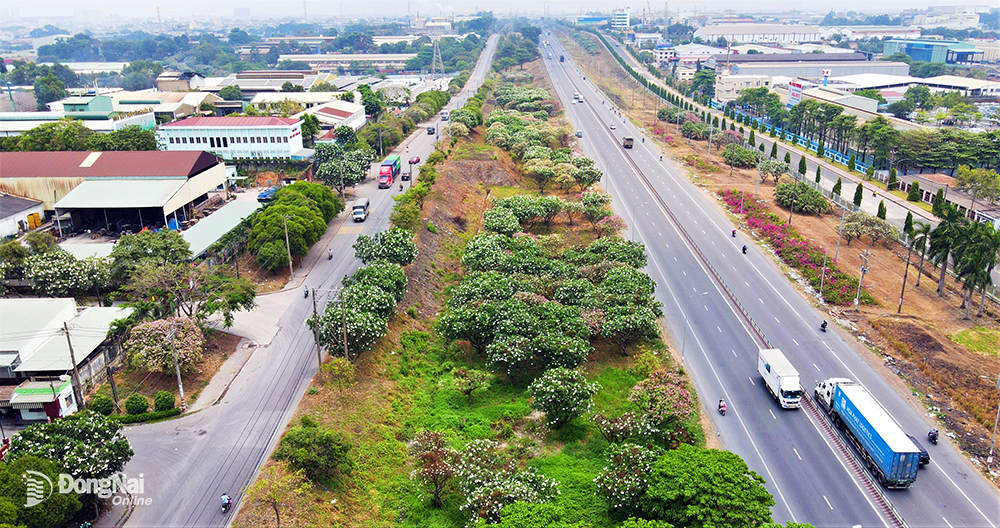 Những này này, hàng trăm cây hoa sứ bung sắc trắng và hồng tại  hành lang phân cách giữa tuyến đường song hành của KCN Biên Hòa 1 với Xa lộ Hà Nội tạo nên khung cảnh rực rỡ sắc màu