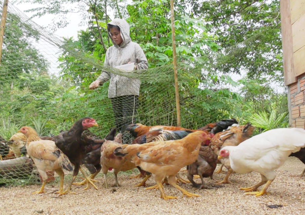 Thu nhập của dân Nam Giang còn phụ thuộc vào nông nghiệp với kỹ thuật canh tác còn lạc hậu. Ảnh: T.V