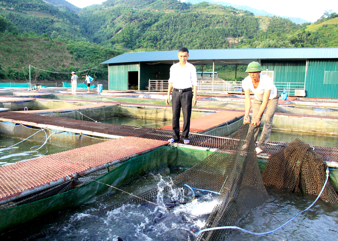 Hợp tác xã nuôi trồng thủy sản sông Chừng phát triển nghề nuôi cá lồng.
