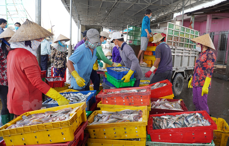 Hoạt động của ngư dân tại Cảng cá Ba Tri.