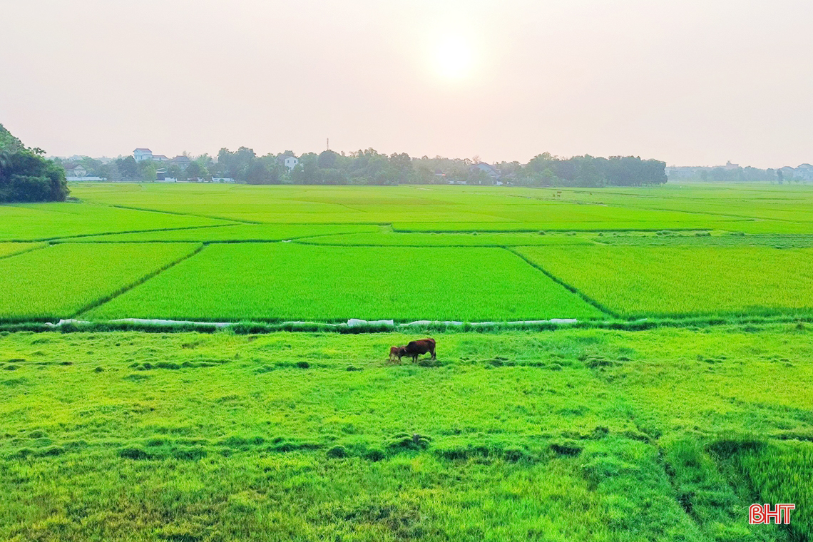 Ngút ngàn những đồng lúa “thẳng cánh cò bay” ở Hà Tĩnh