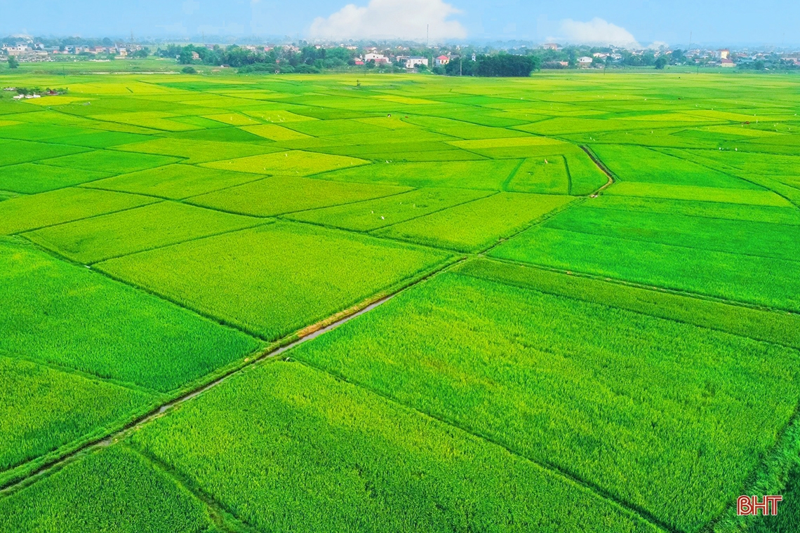 Ngút ngàn những đồng lúa “thẳng cánh cò bay” ở Hà Tĩnh