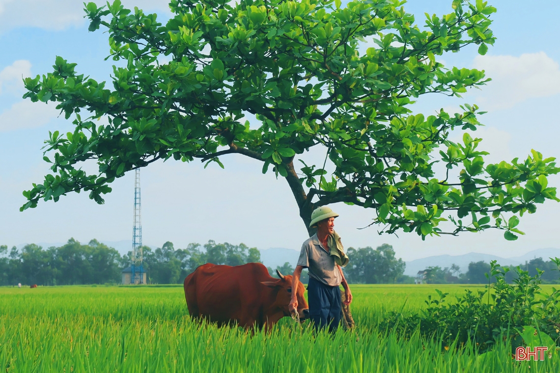 Ngút ngàn những đồng lúa “thẳng cánh cò bay” ở Hà Tĩnh