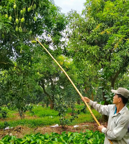 Cần có giải pháp phát triển bền vững ngành hàng xoài.