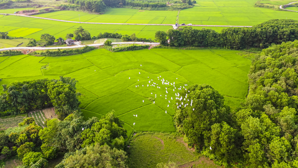 Nằm giữa cánh đồng thôn Làng Ruộng, xã Đại Bình, huyện Đầm Hà, rừng Núi Hứa là nơi cư ngụ của đàn cò hàng nghìn con.