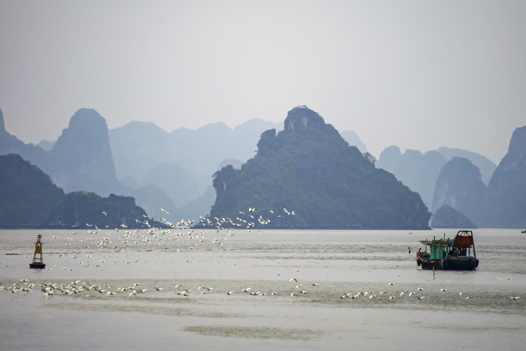 Đàn chim lượn trên sóng nước Vịnh Hạ Long là biểu tượng của một môi trường trong lành.