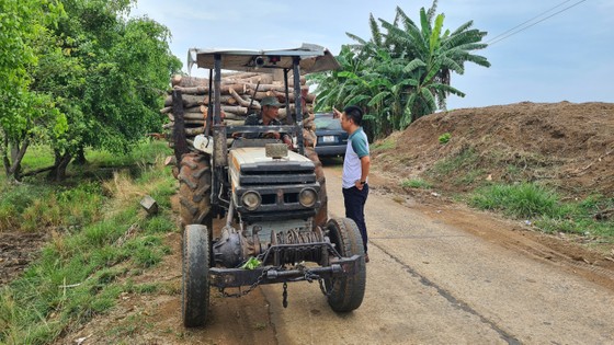 Ồ ạt chặt bỏ vườn điều ở huyện biên giới ảnh 3