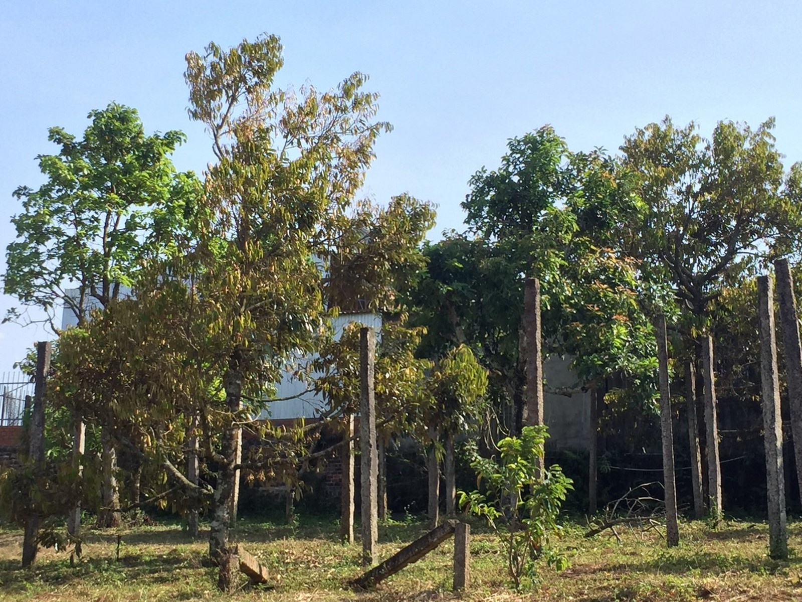 sau rieng lieu co thanh sau chung