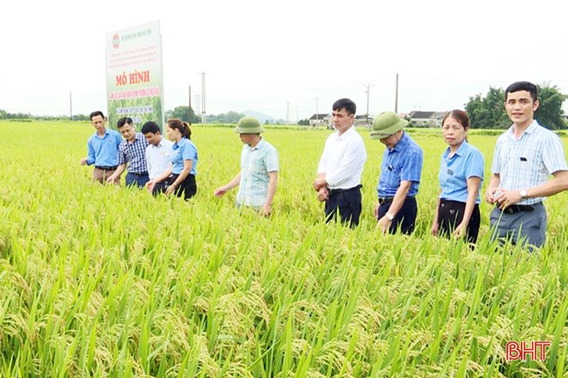 Hà Tĩnh triển khai mô hình trồng lúa thân thiện với môi trường