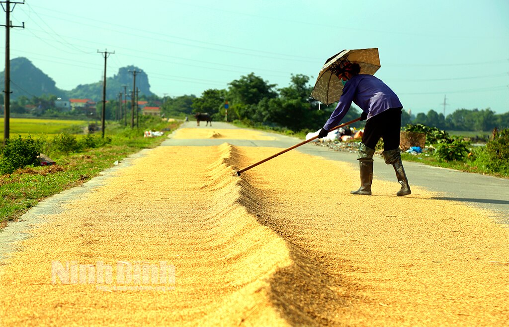 Nông dân huyện Nho Quan khẩn trương thu hoạch lúa ngoài đê