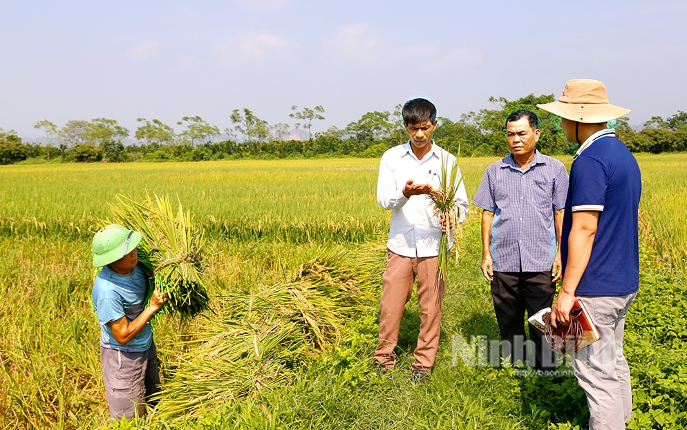 Nông dân huyện Nho Quan khẩn trương thu hoạch lúa ngoài đê