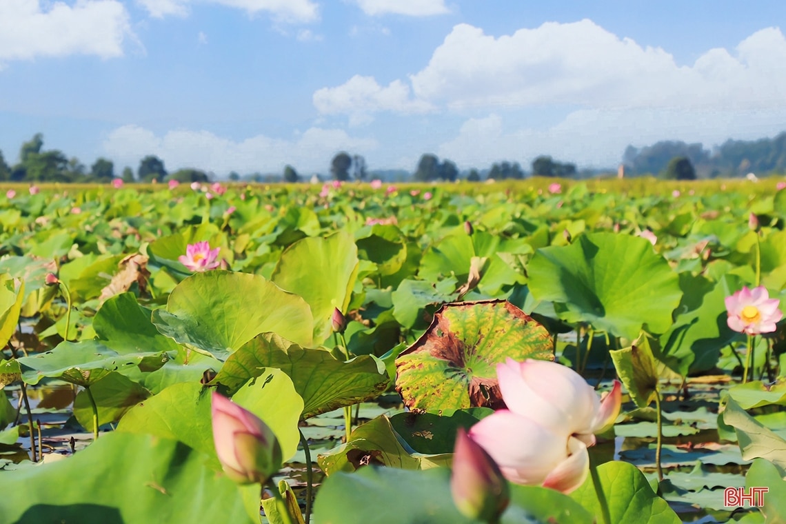 Ngát thơm mùa sen đầu hạ ở Hà Tĩnh