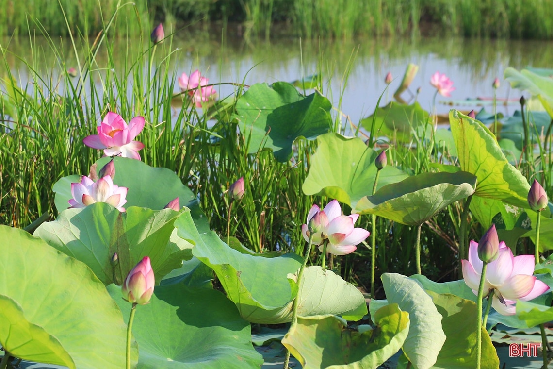 Ngát thơm mùa sen đầu hạ ở Hà Tĩnh