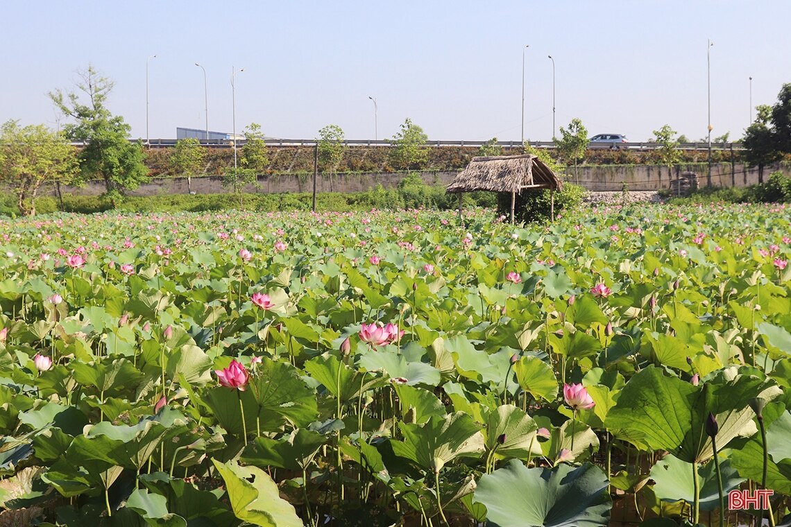 Ngát thơm mùa sen đầu hạ ở Hà Tĩnh