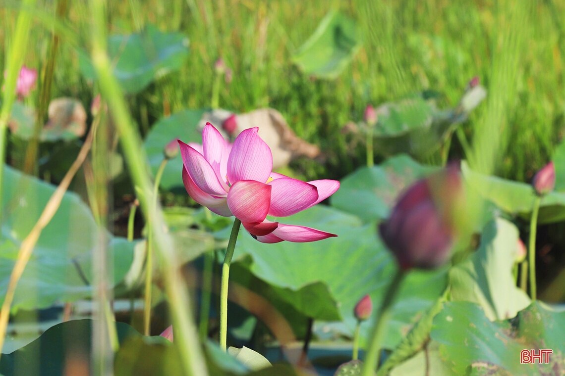 Ngát thơm mùa sen đầu hạ ở Hà Tĩnh