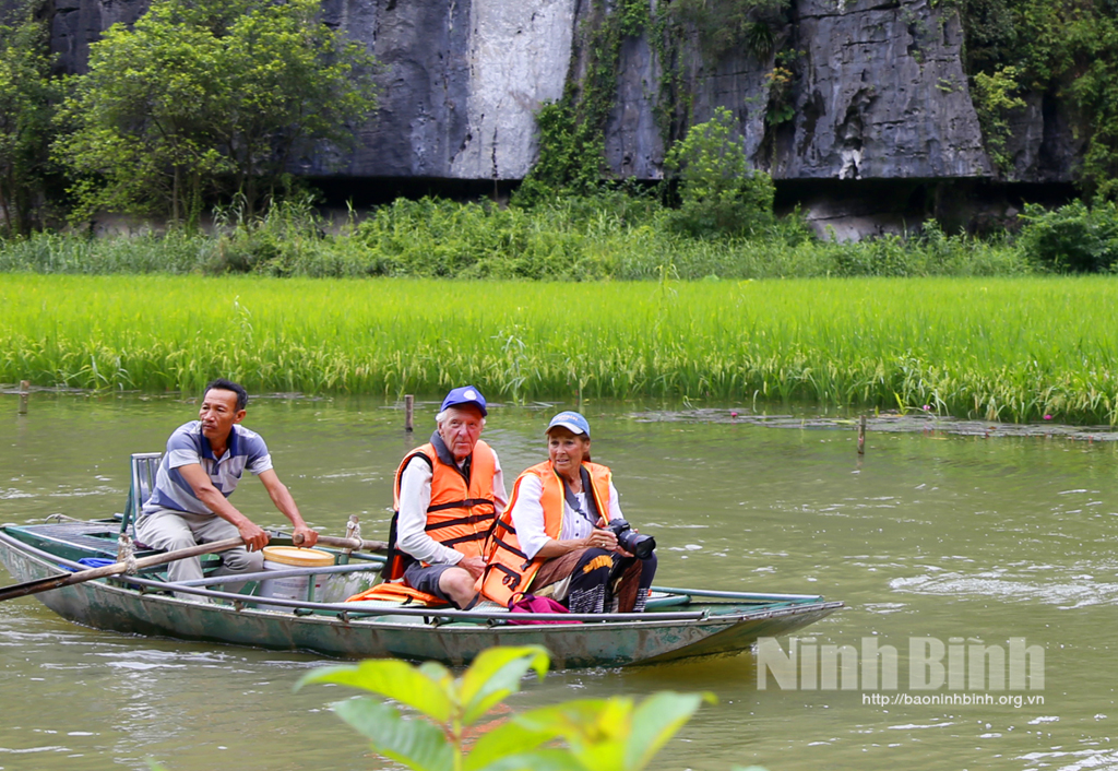 Cánh đồng lúa Tam Cốc sẽ chín đẹp trong Tuần Du lịch Ninh Bình