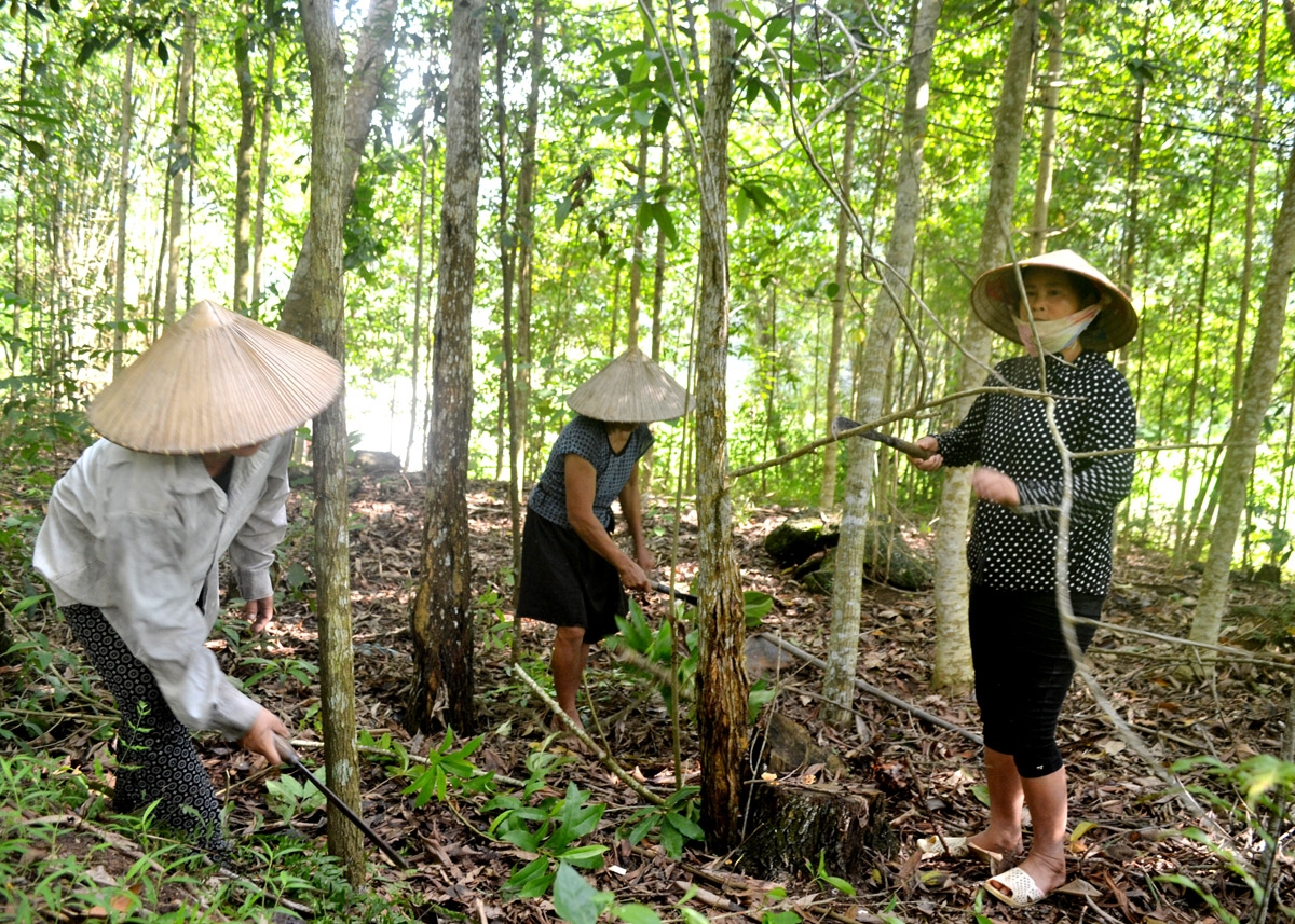 Người dân xã Phương Tiến (Vị Xuyên) chăm sóc rừng trồng.
