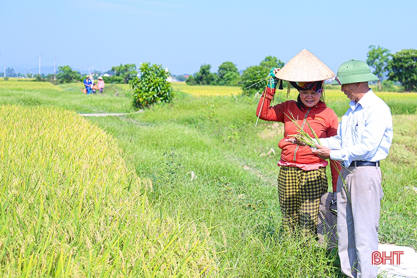 Nông dân Hà Tĩnh hối hả thu hoạch lúa xuân