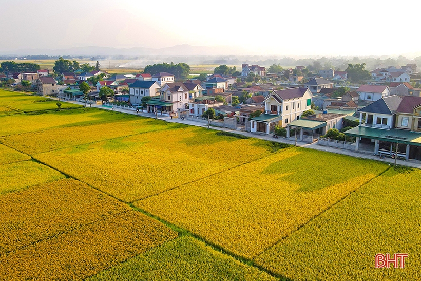 Nông dân Hà Tĩnh hối hả thu hoạch lúa xuân