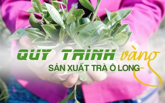 Quy trình "vàng" sản xuất trà ô long