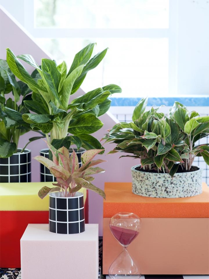 Các loại cây thuộc chi Aglaonema vừa làm mát vừa làm đẹp cho ngôi nhà