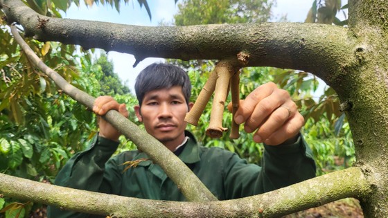 Sầu riêng rụng quả non, dân thất thu  ảnh 5