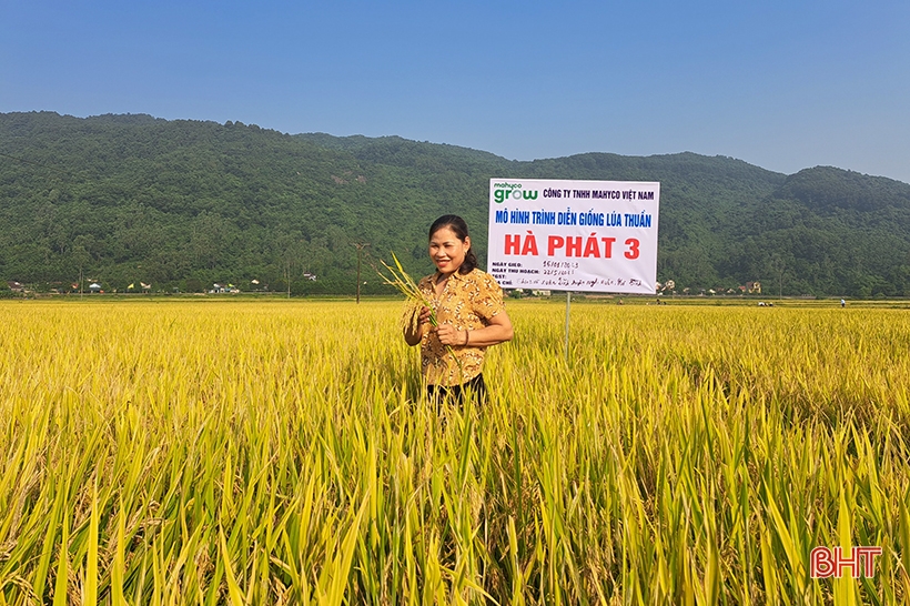 Những giống lúa mới trĩu bông trên cánh đồng Nghi Xuân