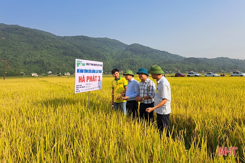 Những giống lúa mới trĩu bông trên cánh đồng Nghi Xuân