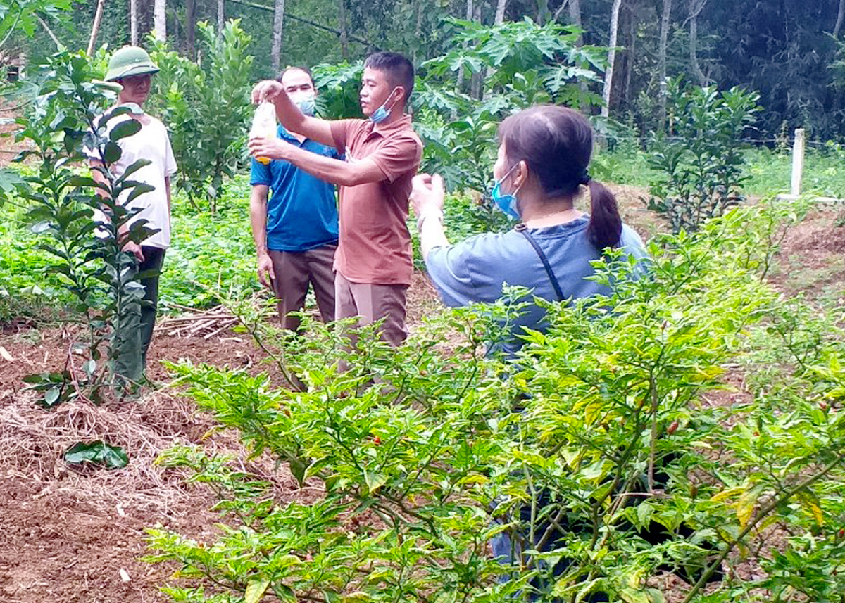 Cán bộ xã Phương Thiện hướng dẫn người dân áp dụng khoa học kỹ thuật vào sản xuất.
