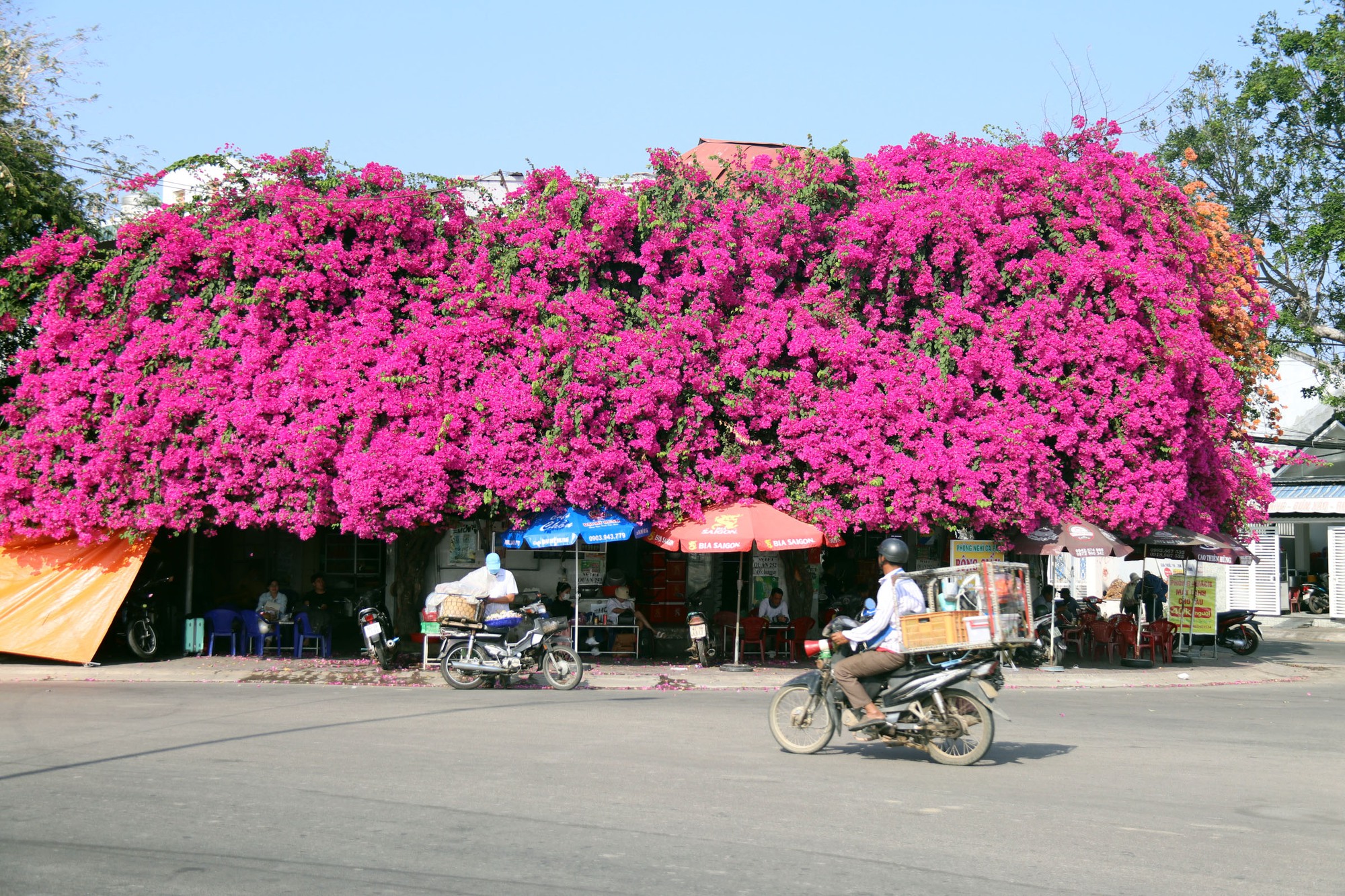  Độc đáo giàn hoa giấy rực đỏ bên cạnh nhà thờ ở Phan Thiết - Ảnh 7.