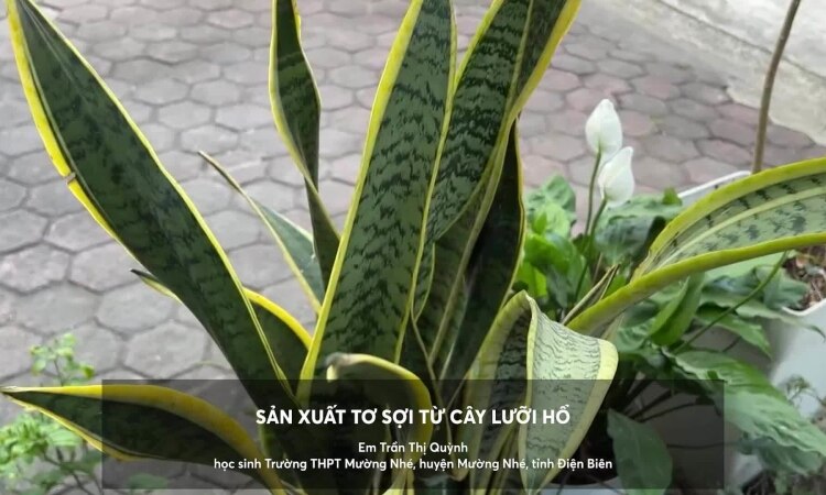 Sản xuất tơ sợi từ lá cây lưỡi hổ để làm tóc giả