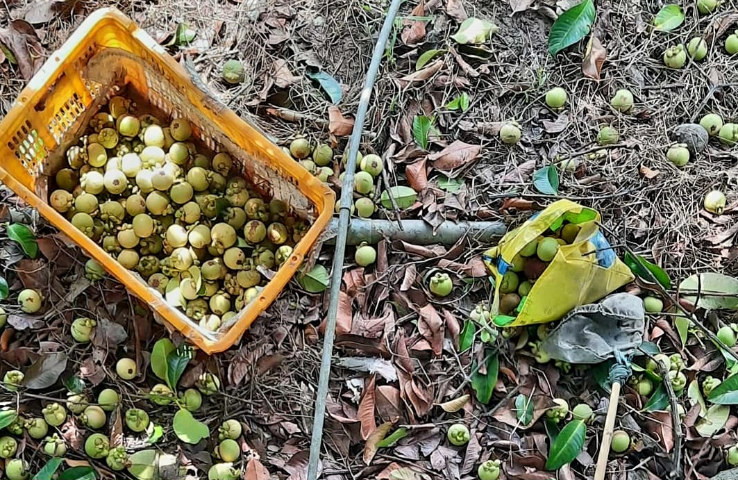 Gỏi măng cụt chua đoản mùa “hoàng hậu” ở xứ Cái Mơn - Ảnh 3.