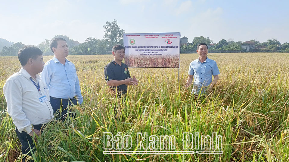 Mô hình cấy lúa không làm đất của HTX Thanh Niên Nam Đại Dương ở xã Minh Tân (Vụ Bản).