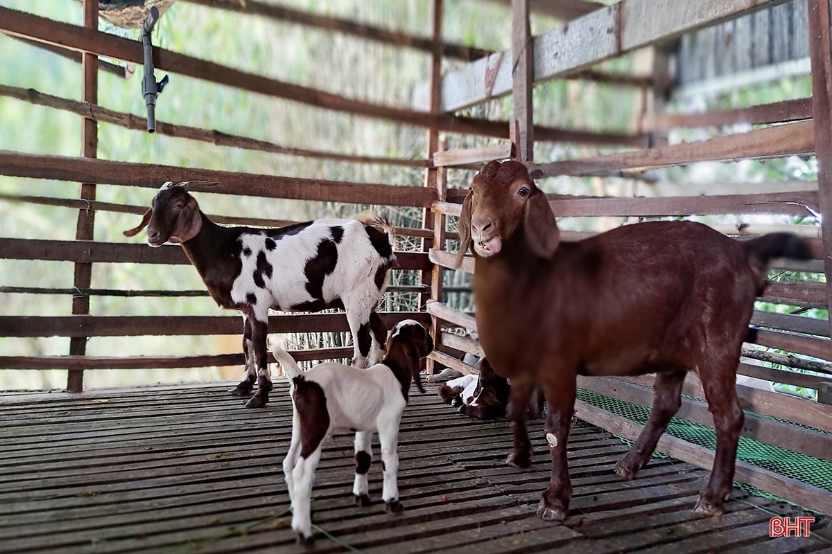 Lão nông ở Nghi Xuân chia sẻ bí quyết làm giàu từ nuôi dê Boer