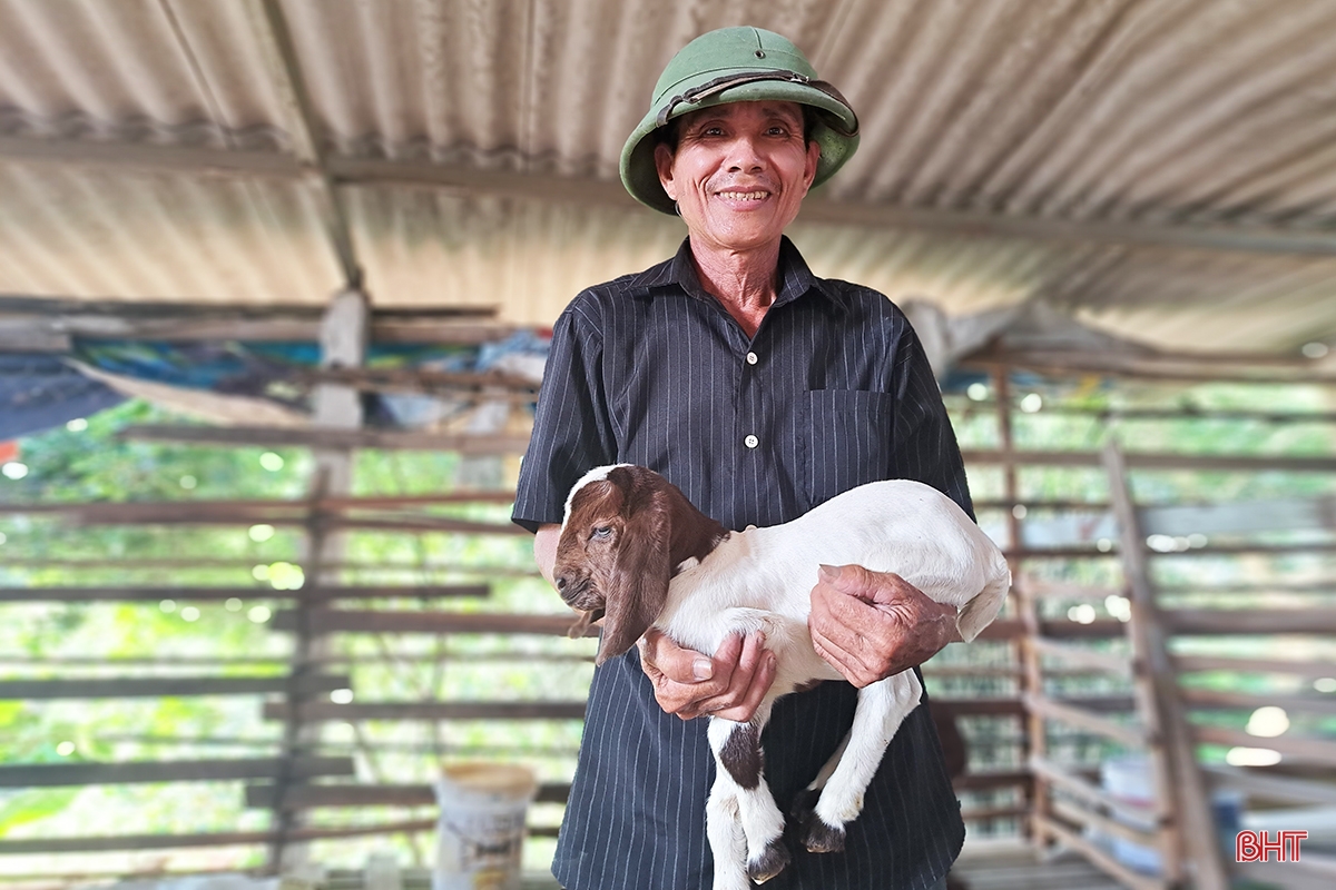 Lão nông ở Nghi Xuân chia sẻ bí quyết làm giàu từ nuôi dê Boer