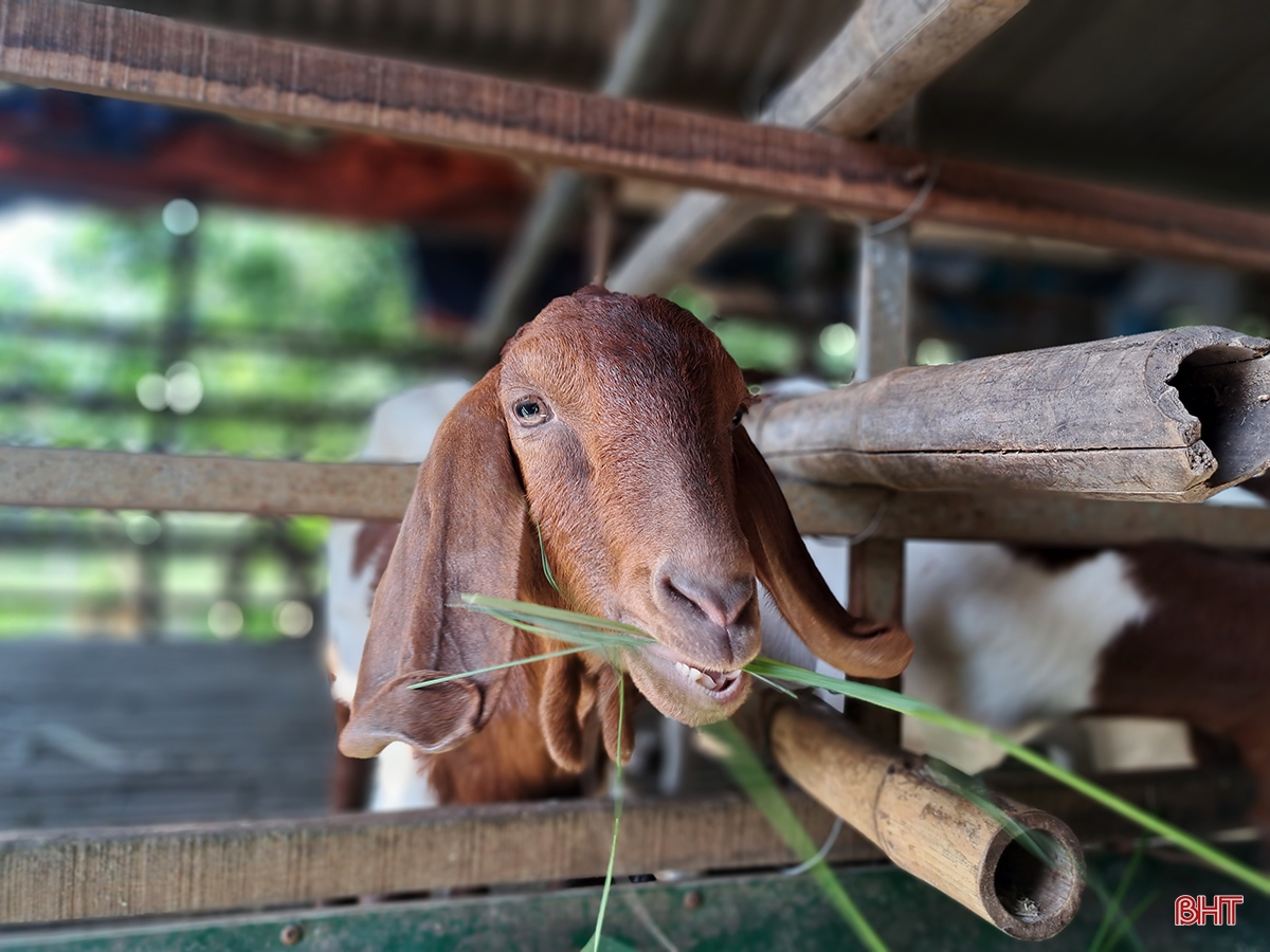 Lão nông ở Nghi Xuân chia sẻ bí quyết làm giàu từ nuôi dê Boer